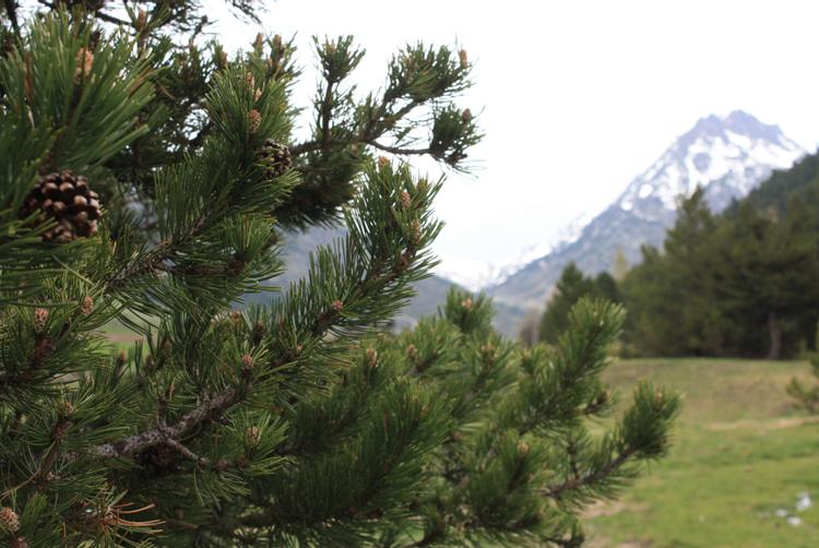 Tarter Mountain Suites | El Tarter | 3