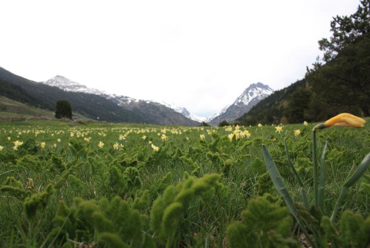 Tarter Mountain Suites | El Tarter | 4